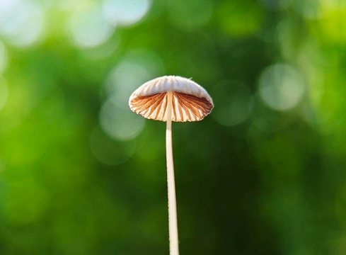 我们醉心于花朵盛开的芬芳